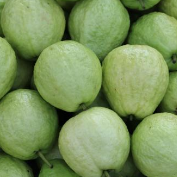 GUAVA FRUIT from Viet Nam/GUAVA