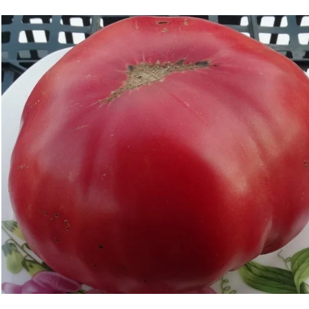 Imported tomatoes, large tomatoes, yellow tomatoes, fruits and vegetables, Russia, pork chop
