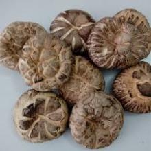 shiitake nutritious mushroom