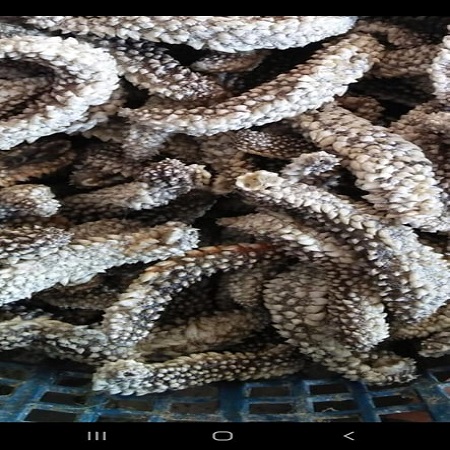 Sea cucumbers from Indonesia