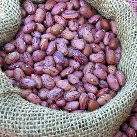 Several sizes of red beans