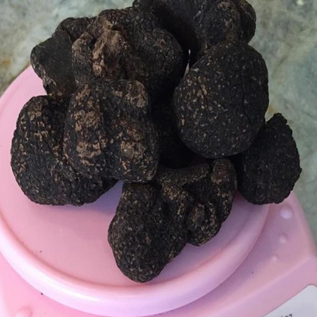 truffle,black truffle,dried truffle,fungus,Republic of South Africa