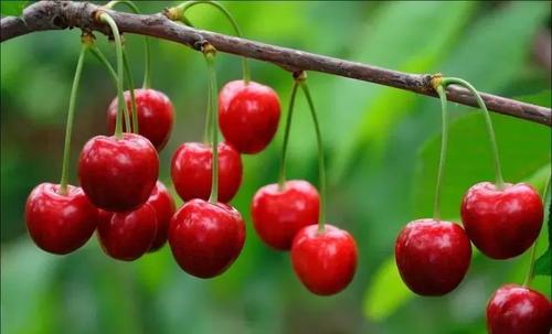 FOOD2CHINA:Chilean cherry shippers look back on tough season