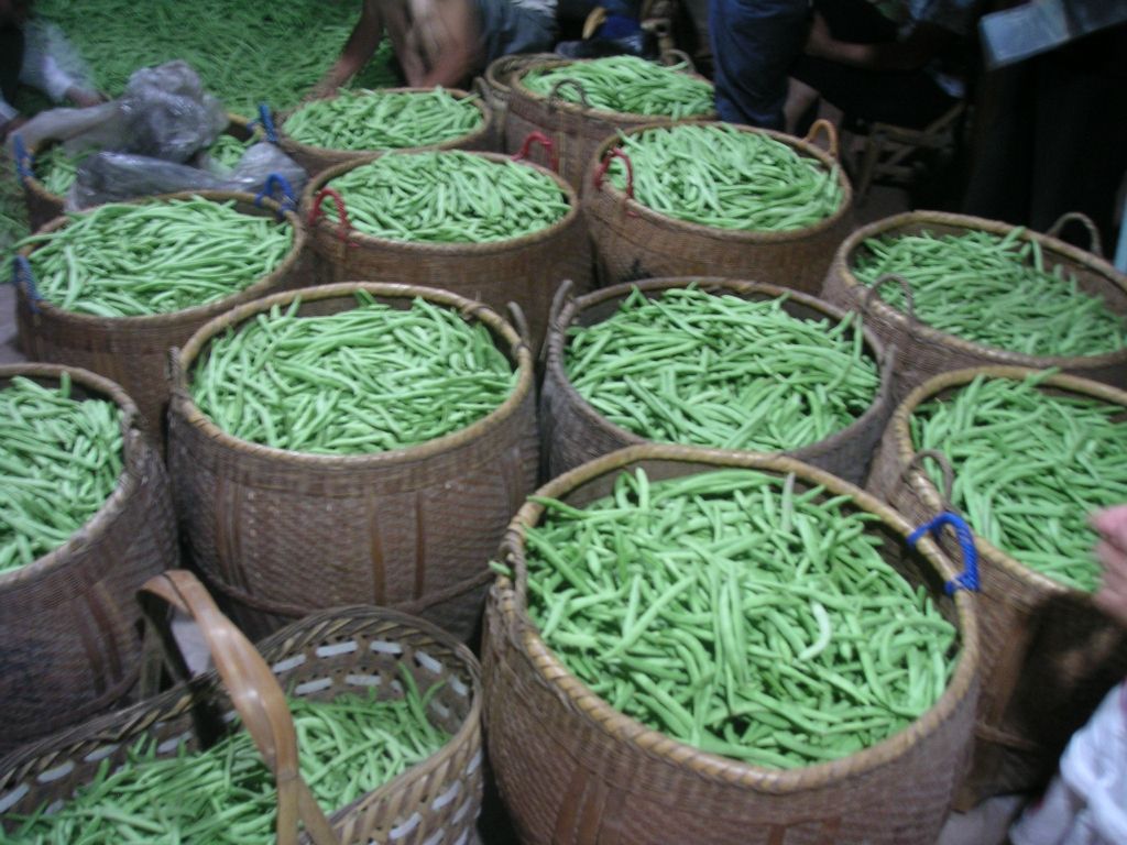 Offer Vegetable to China