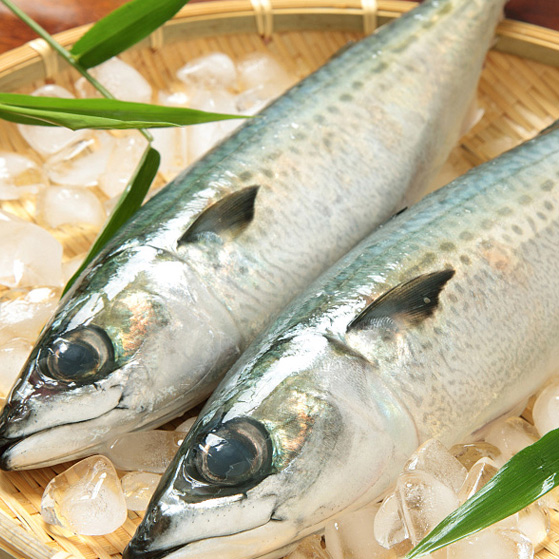  Sea fish best seafood with fresh frozen mackerel fish/ pacific mackerel