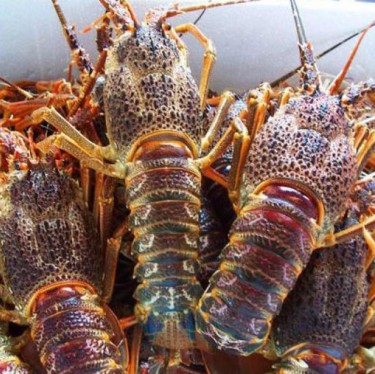 Frozen Fresh Live Lobster - Alive Lobster For Hong Kong - Malaysia - Thailand - China