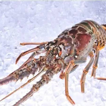 Buy frozen Boston lobster, Australian lobster, Cuban lobster and other imported lobsters