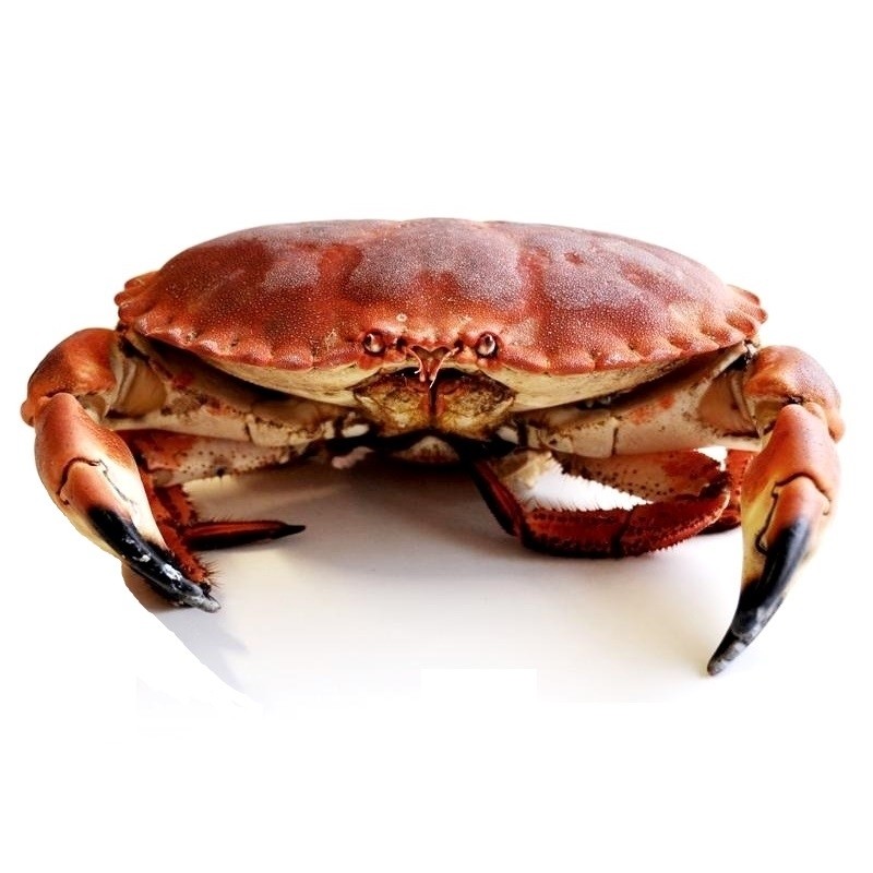 Fresh buey de mar Zodiac crab