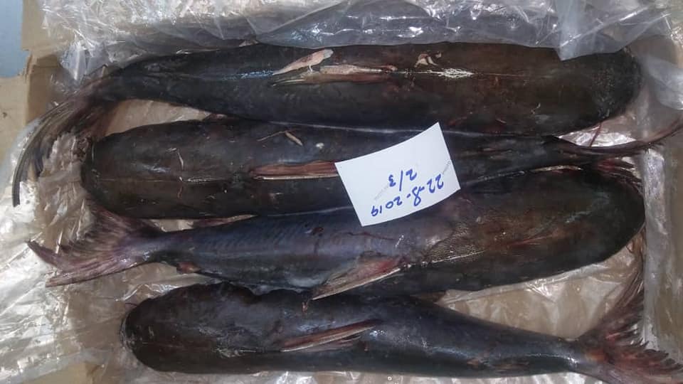 Indian Mackerel and Catfish  Motamaiz Brand Yemen Origin