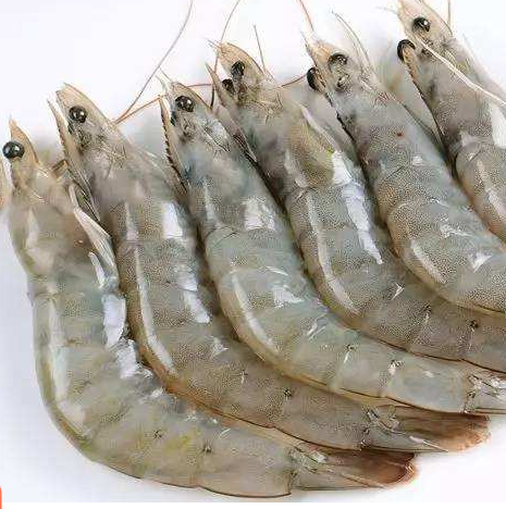 Purchase frozen South American white shrimp wholesale price white shrimp