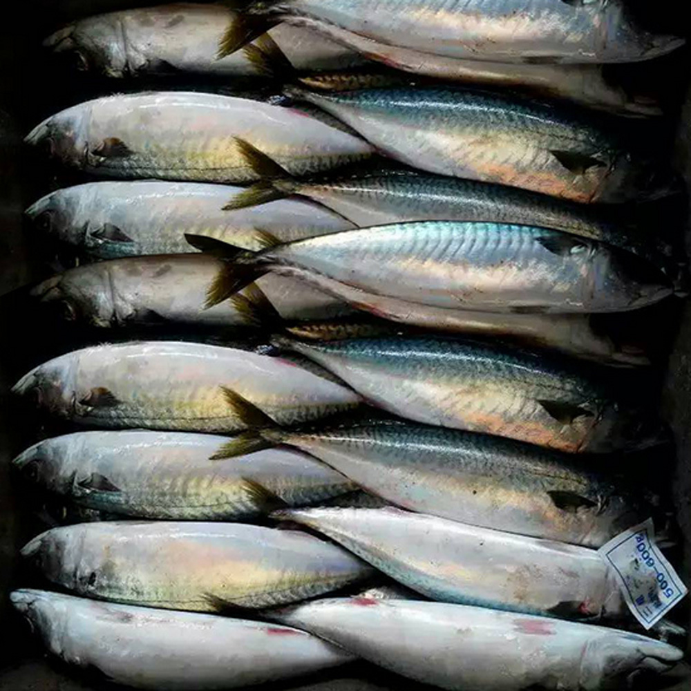  Sea fish best seafood with fresh frozen mackerel fish/ pacific mackerel