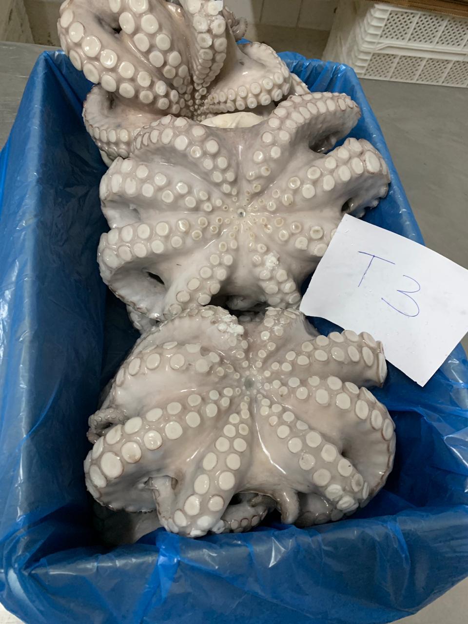 Supply Moroccan Octopus 