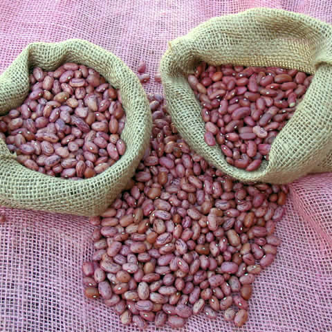 Several sizes of red beans