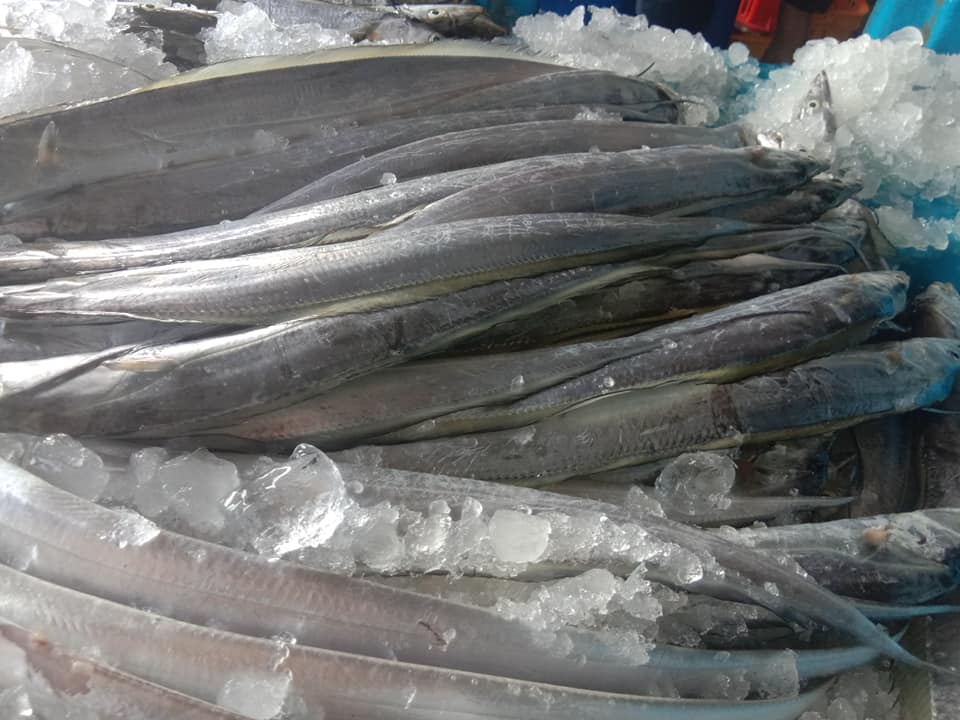 Supply ribbon fish from Indonesia