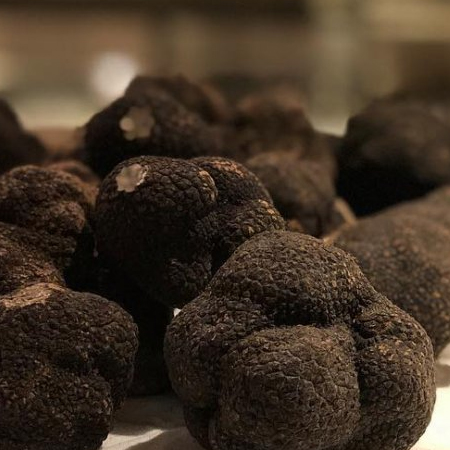 truffle,black truffle,dried truffle,fungus,Republic of South Africa