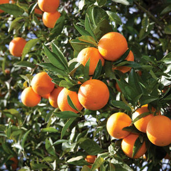 Egyptian Valencia Orange Sweet Fresh Fruit