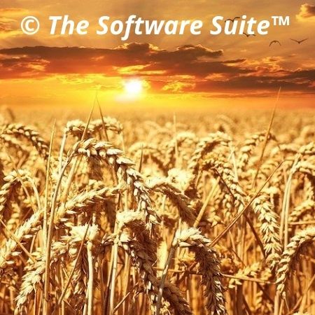 Soft Wheat Grains for Human Consumption