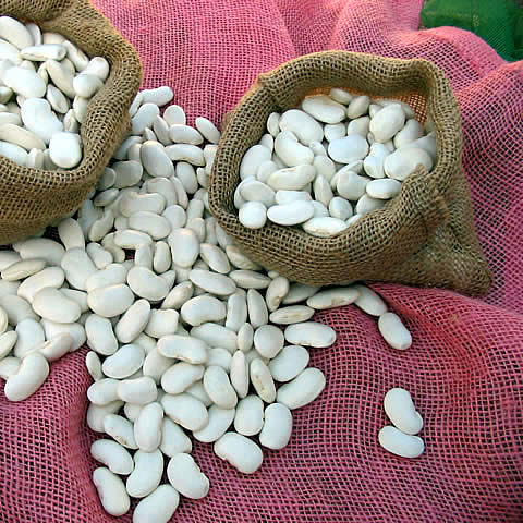 Several sizes of white beans