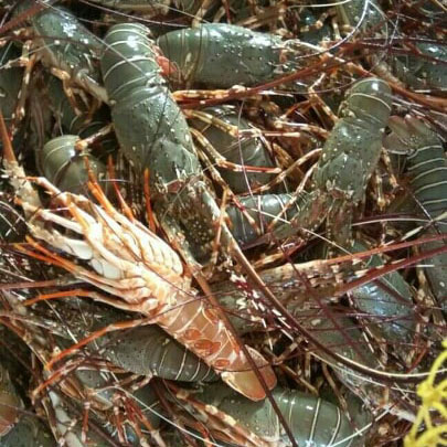 Pakistan High Quality Big Lobster Seafood