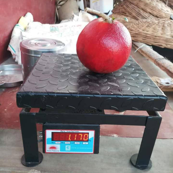 Uganda Fresh Fruit Pomegranate 