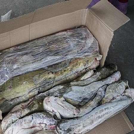 fish and sea food,frozen fish，Imported fish from Russia