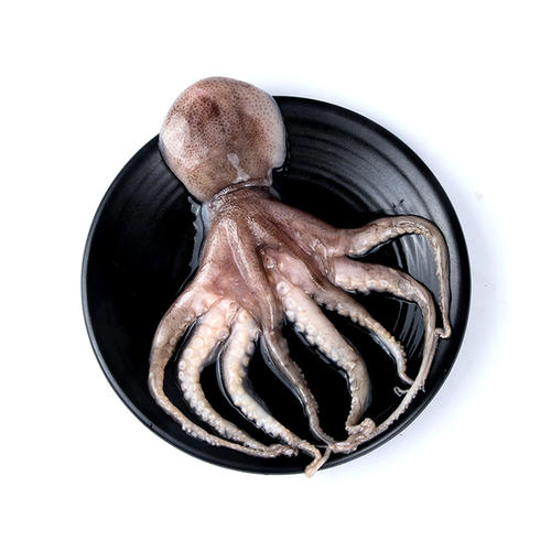 Pucharse Octopus