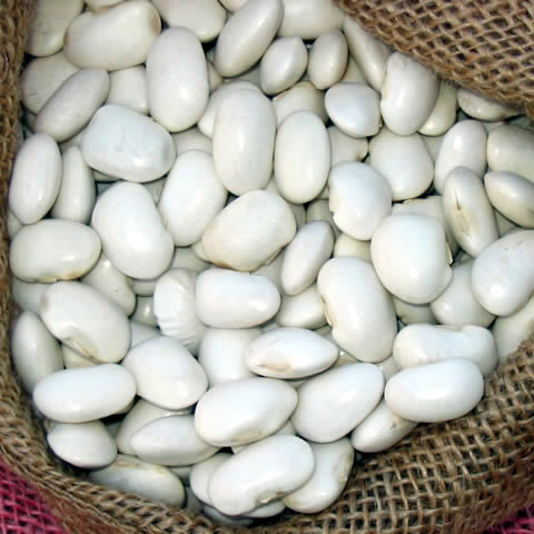 Several sizes of white beans