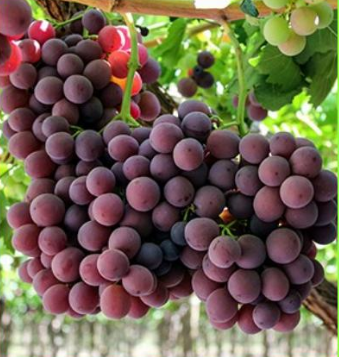Grapes Red Globe from Chile are available now at Terra Exports! Contact our for inquiries