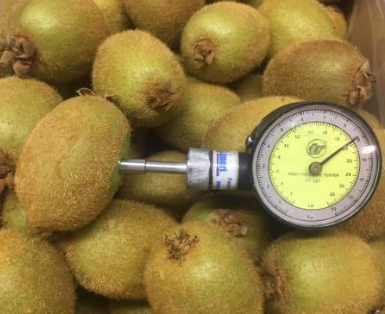 Kiwis from Chile are available now at Terra Exports! Contact our for inquiries