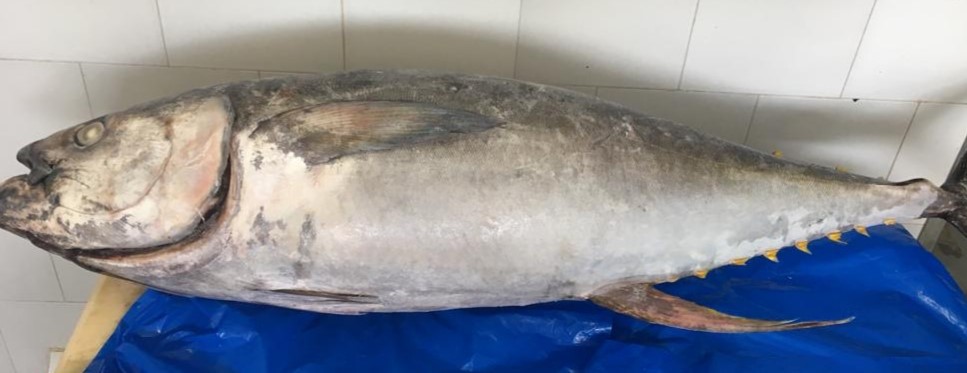 Supply Yellow fin tuna