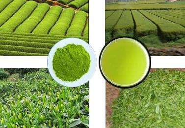 High quality green tea matcha Japan with multiple vitamins