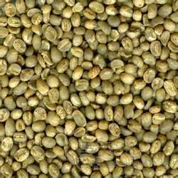 Premium Green Bean Robusta Coffee from Au