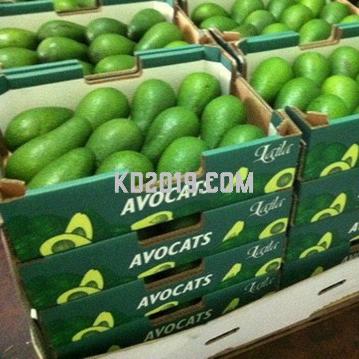 Vietnamese Fresh Avocado Fruit 