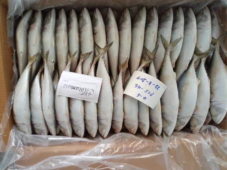 Indian Mackerel and Catfish  Motamaiz Brand Yemen Origin