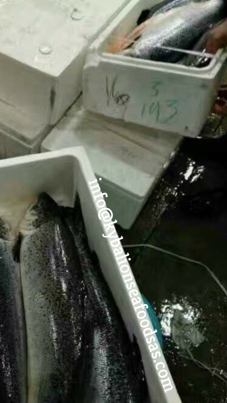 Salmon fish H/O, Gutted Fresh/Frozen