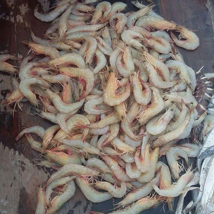 Indian Fresh Shrimp/ Seafood