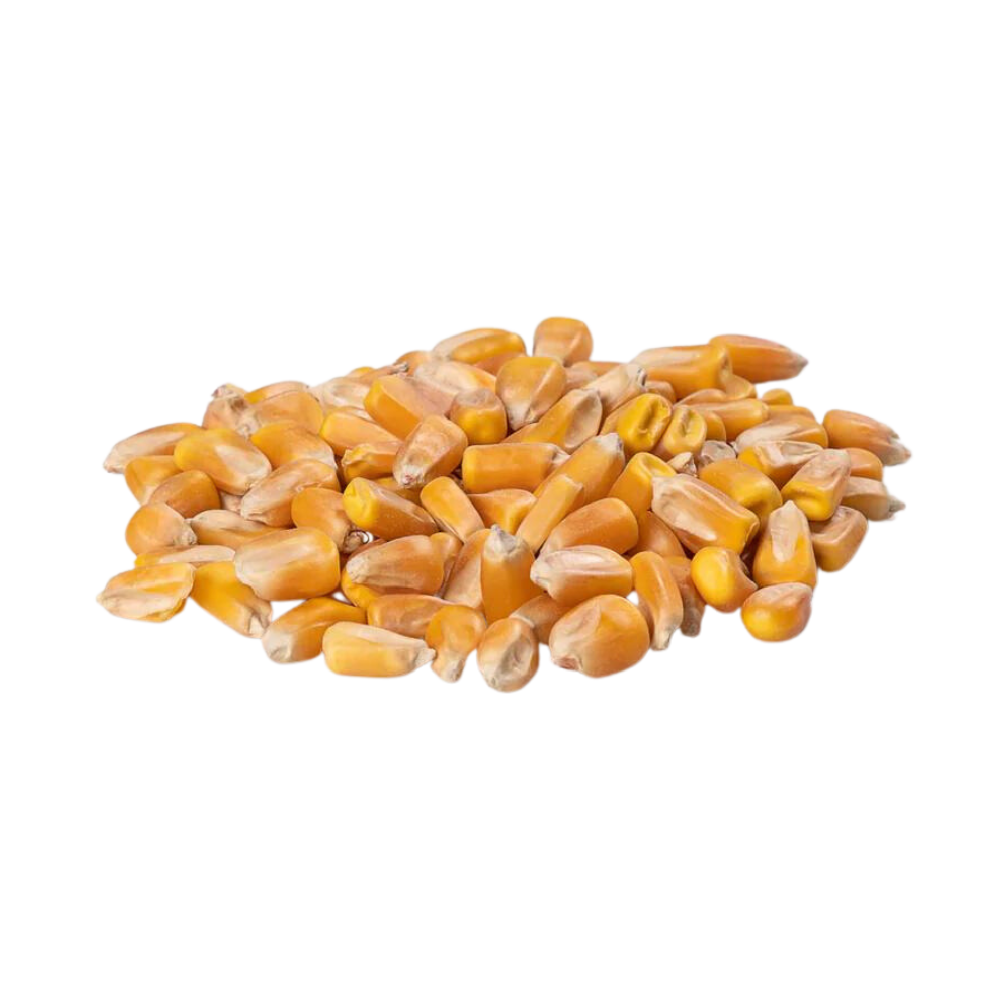 YM1 Maize or Corn MOQ: 105 Metric Tons