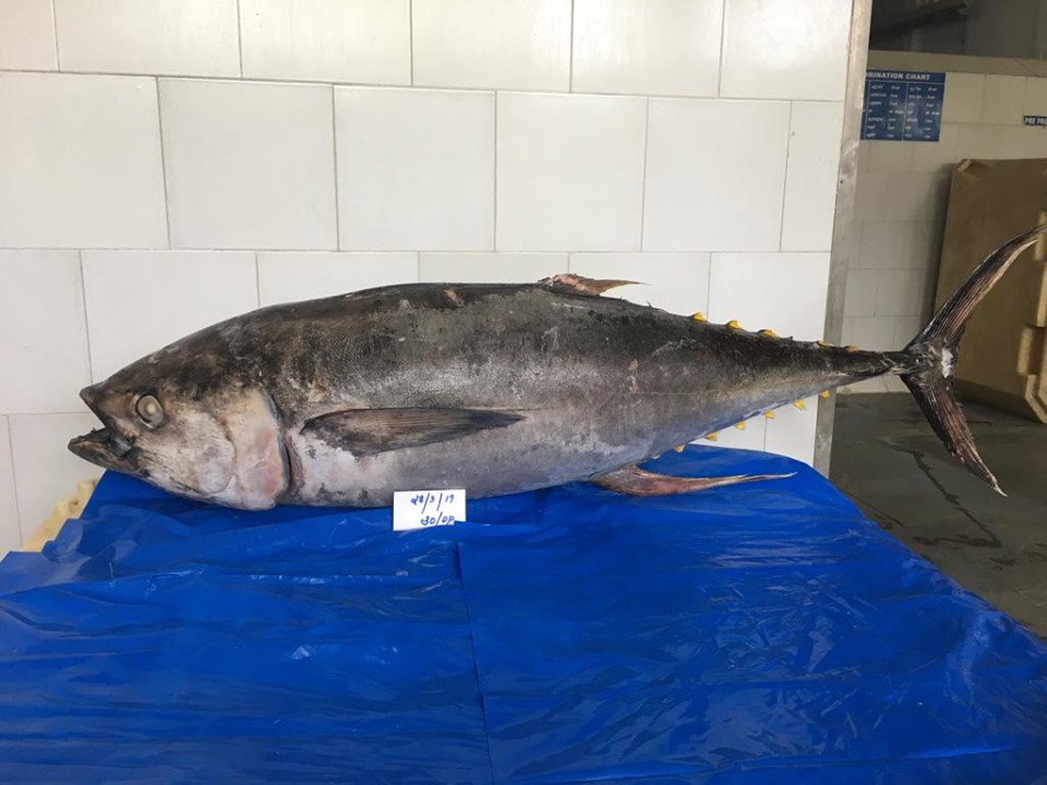 Supply Yellow fin tuna
