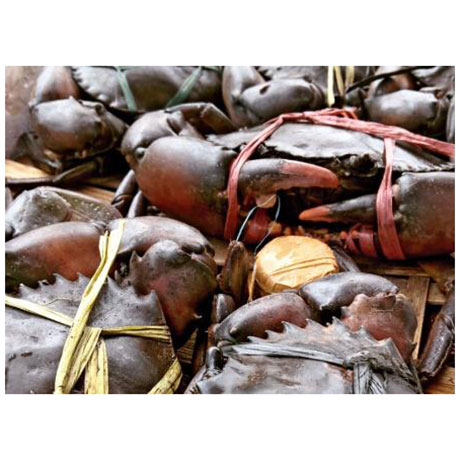 Supply Indonesian Mud Crab/Seadfood
