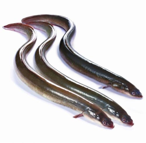Buy frozen imported eel seafood