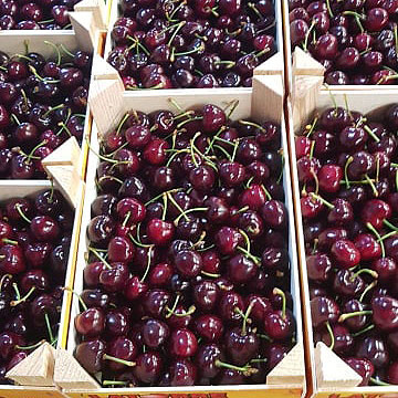 Offer Morocco Sweet Cherry Fruit