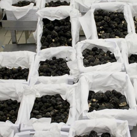 Supply truffle,black truffle,dried truffle,Republic of South Africa