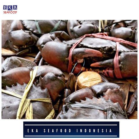 Eka Seadfood| Indonesian Mud Crab/Seafood