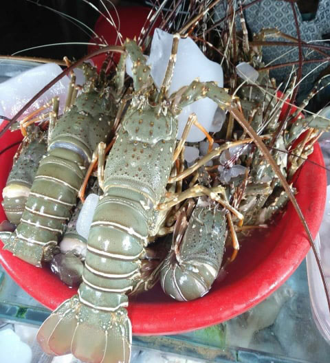 Supply Fresh Indian Lobster/ Seafood