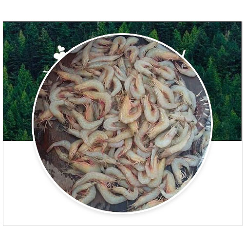 Indian Fresh Shrimp/ Seafood