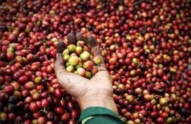 Buy 50 cases of Ethiopian coffee