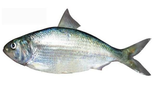Purchase 10 tons of shad, Burmese scaly shad, 200-300 specifications