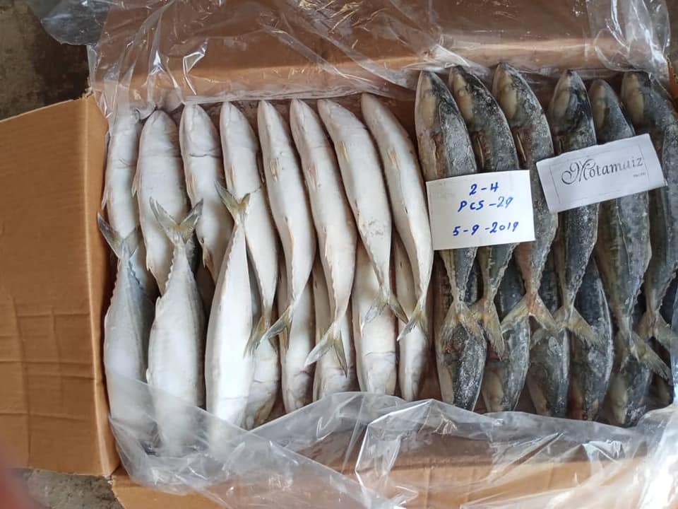 Supply Frozen Indian Mackerel Yemen Origin