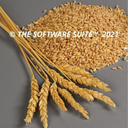 Soft Wheat Grains for Human Consumption
