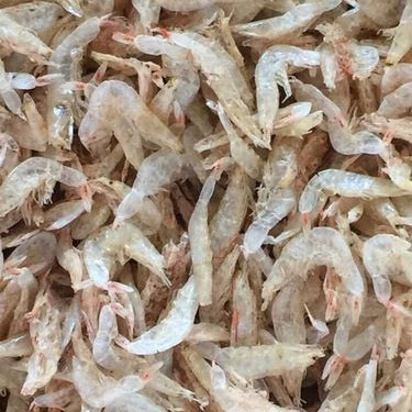 Vietnamese Dried Baby Shrimp Dried Seafood